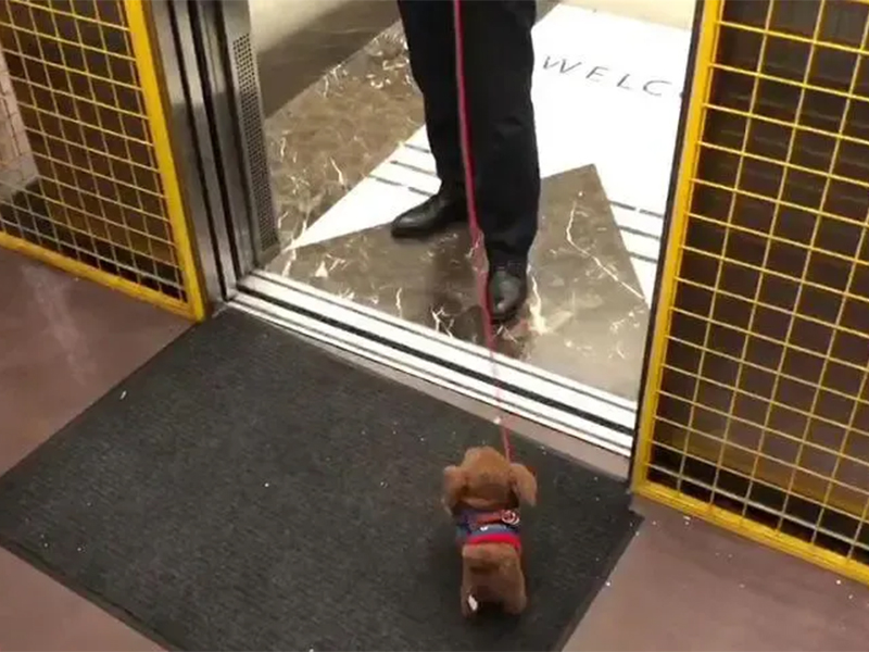 Safely Taking Pets in Elevators_image01